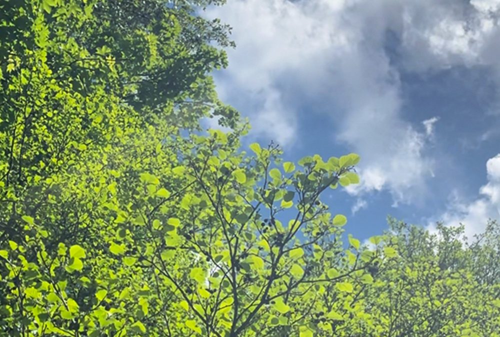 WHISPERS OF THE WILD – A NATURE CONNECTION WELLBEING WALK