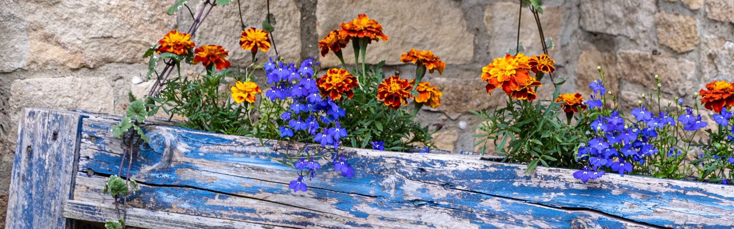 Hidden Gardens Header tablet - Fiona Humphreys